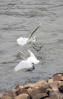Great Egrets in flight over the water