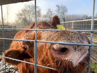 Funny cow looking through the fence closeup