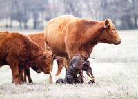 Cow and Calf Pair in spring calving season