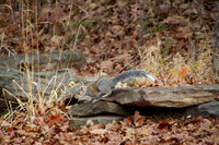 Eastern Gray Squirrel or Sciurus carolinensis