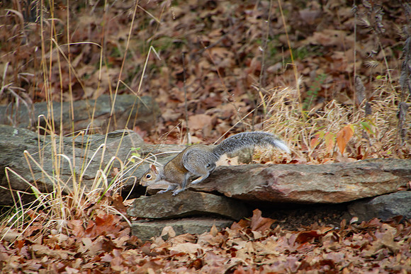 Eastern Gray Squirrel or Sciurus carolinensis