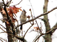 tufted titmouse