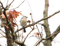 tufted titmouse