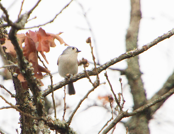 tufted titmouse