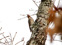 Northern Flicker
