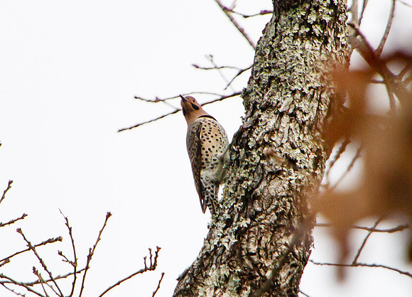 Northern Flicker