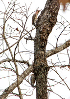 Northern Flicker pair