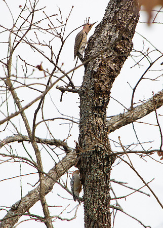 Northern Flicker pair