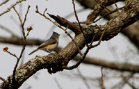 tufted titmouse