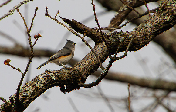 tufted titmouse