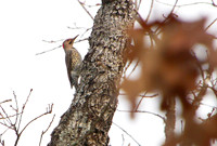 Northern Flicker