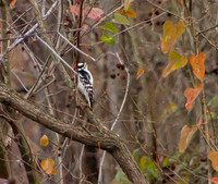 downy woodpecker, male