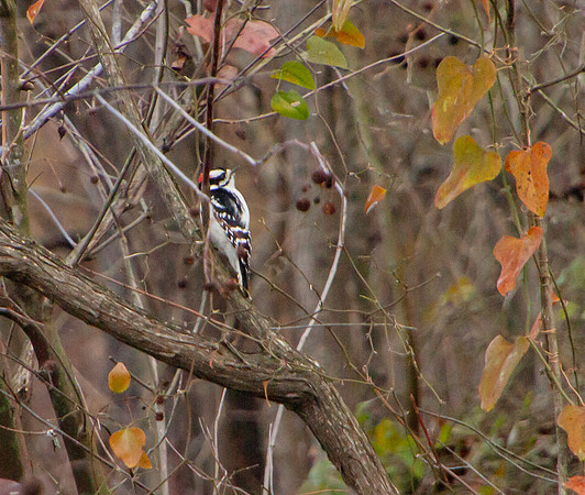 downy woodpecker, male