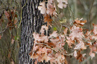 Ruby crowned kinglet