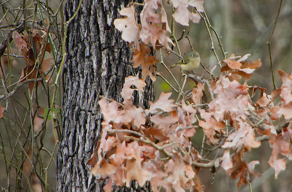 Ruby crowned kinglet