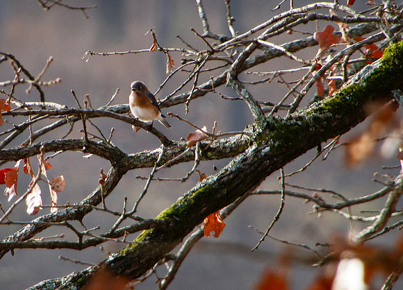 Eastern Bluebird