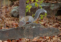 squirrel white tail
