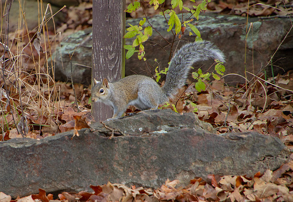 squirrel white tail