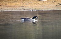 Canada goose with water