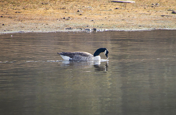 Canada goose with water