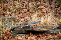 White tailed squirrel at Brushy Lake, OK
