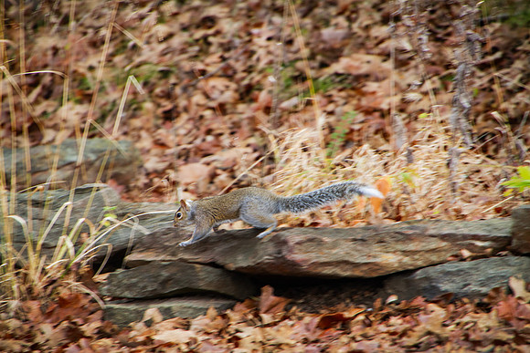 White tailed squirrel at Brushy Lake, OK