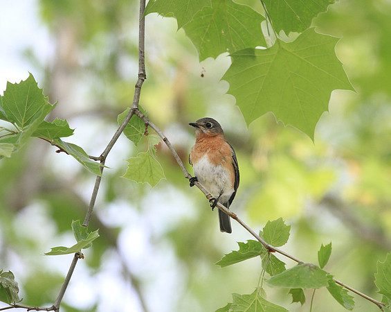 Bluebird
