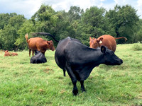 Cattle herd tails swishing in Oklahoma