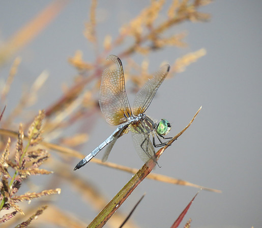 dragonfly