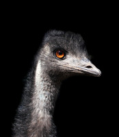 Emu on black background