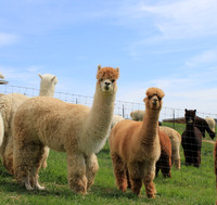 Alpacas of the Heartland, Fort Calhoun, Nebraska