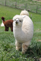 Alpacas of the Heartland, Fort Calhoun, Nebraska