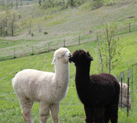 Alpacas of the Heartland, Fort Calhoun, Nebraska