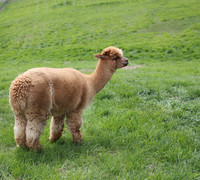Alpacas of the Heartland, Fort Calhoun, Nebraska