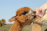 Alpacas of the Heartland, Fort Calhoun, Nebraska