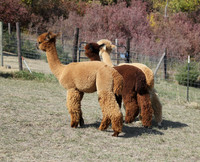 Alpacas of the Heartland, Fort Calhoun, Nebraska