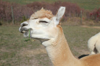 Alpacas of the Heartland, Fort Calhoun, Nebraska