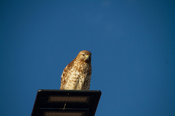 Red Shouldered Hawk on a street lamp