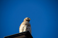 Red Shouldered Hawk on a street lamp