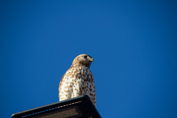 Red Shouldered Hawk on a street lamp
