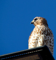 Red Shouldered Hawk