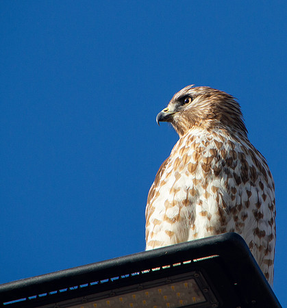Red Shouldered Hawk