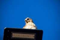 Red Shouldered Hawk