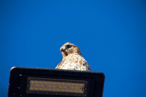 Red Shouldered Hawk