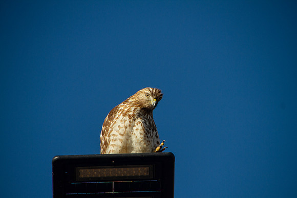 Red Shouldered Hawk on a street lamp