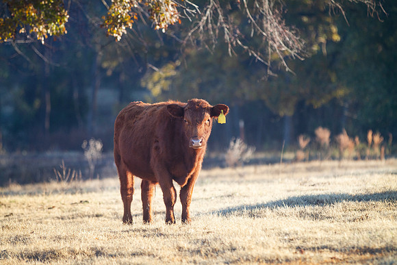 Red Angus beef calf in the pasture in autumn