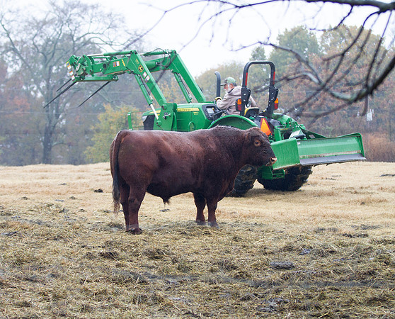 Farmer on John Deere tractor and Red Angus bull