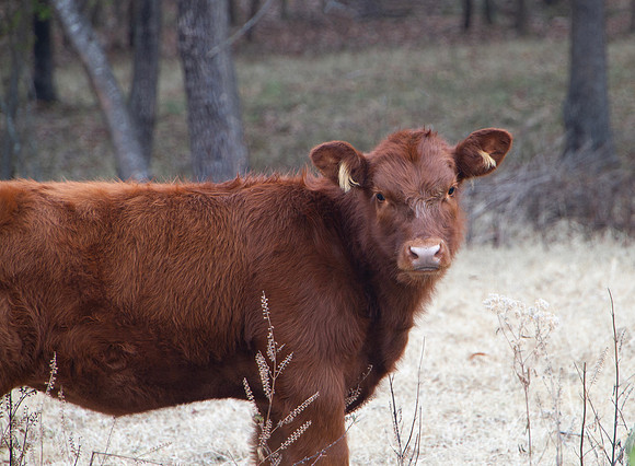 Red Angus Beef calf portrait