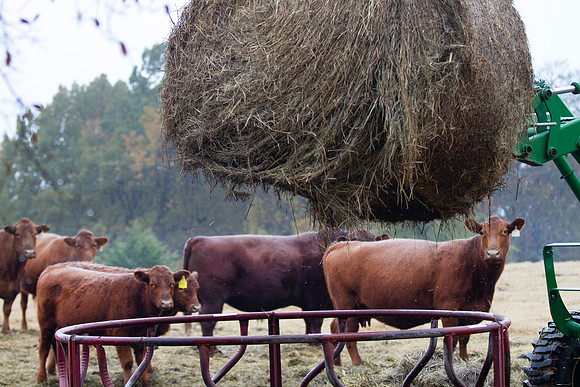 Cows getting fed a fresh bale of hay on the farm