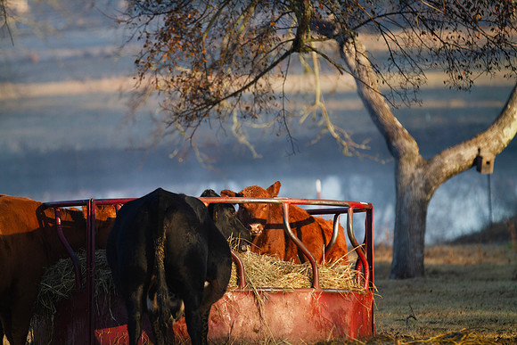 Cows eating a fresh bale of hay on the farm, pond in background